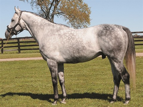 Unbridled Express