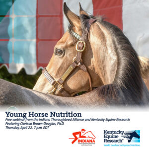 Kentucky Equine Nutrition Feeding Young Racehorses webinar