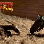 Swifty Farms