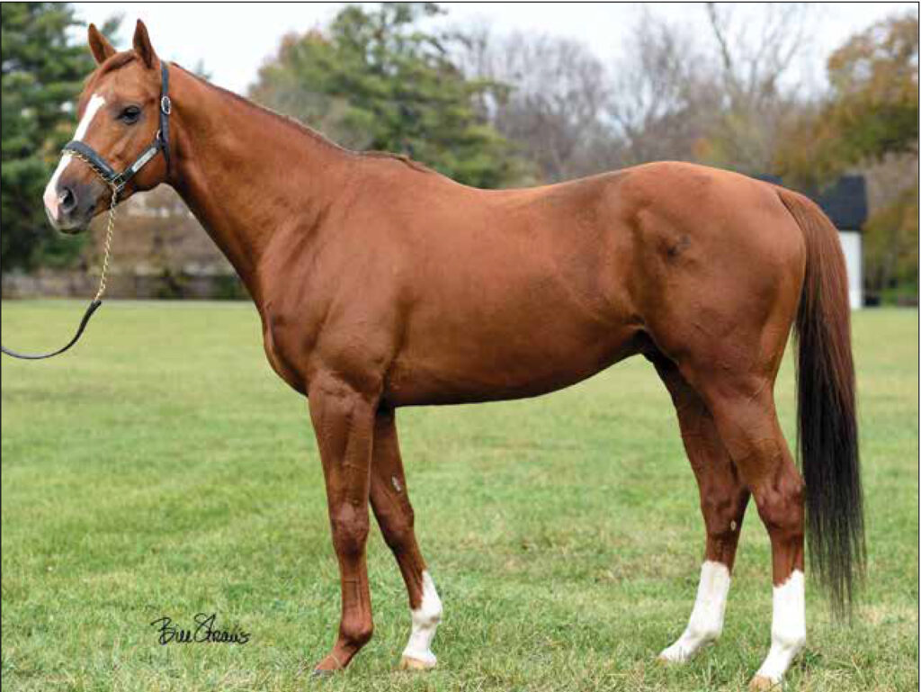 Chrome Republic Thoroughbred Stallion